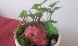 红薯盆栽土养怎么种 花盆土培红薯如何种植