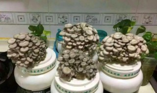 盆栽蘑菇怎么种植 蘑菇怎么种植方法