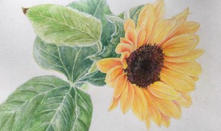 两颗向日葵的彩铅画怎么画 一步一步教你画向日葵彩铅画