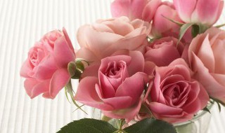 水养玫瑰花怎么养是不会谢的 如何水养玫瑰花更长久