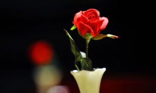 玫瑰花保存多久 玫瑰鲜花能保存多久