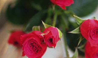 怎样使玫瑰花保存得更久 怎么能让玫瑰花保存时间长