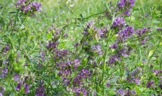 紫花苜蓿怎么种植（紫花苜蓿怎么种植最佳）