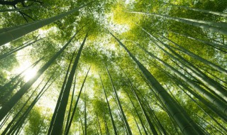 竹子怎么种植 绿色地狱竹子怎么种植