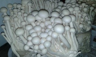 海鲜菇怎么清洗 海鲜菇如何洗