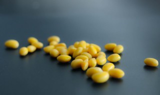 黄豆苗怎么种植 黄豆苗的种植方法