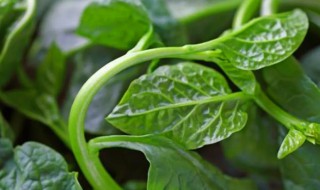 木耳菜怎么种 木耳菜怎么种植方法