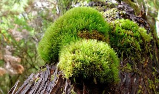 苔藓怎么种植在木头上 苔藓绑木头