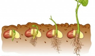 生长豆怎么养才能变长 生长豆怎么样才能变得更大