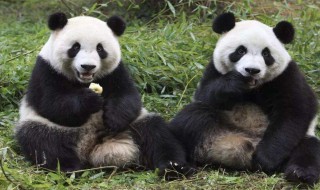 熊猫有几个手指头几个脚趾头 熊猫一只脚有几个脚趾头