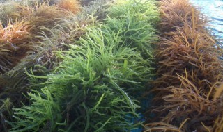 海藻怎么种植（海藻如何种植）