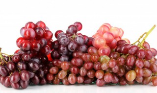 大量葡萄的冷库保存方法 葡萄冷库保鲜技术