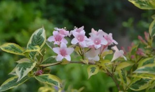 锦带花什么时候开花（锦带花开花季节）