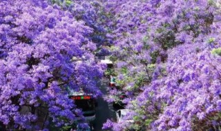 蓝花楹什么时候开花 西昌蓝花楹什么时候开花