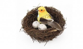 鸟巢是鸟类终生栖居的家吗（许多人认为鸟巢就是鸟的家）