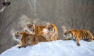 世界上最大的老虎是什么（世界上最大的老虎是什么虎?）