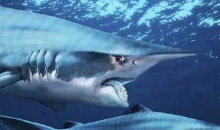 旋齿鲨的牙齿到底长在哪儿 旋齿鲨的牙齿长在哪里