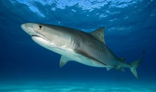 为什么鲨鱼会容易掉牙（鲨鱼会掉牙吗）