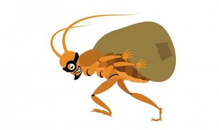 蟑螂属于什么类动物（蟑螂属于什么类动物其体表有什么）