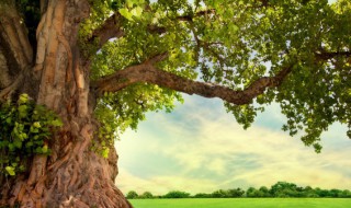 为什么空心的老树还能活 为什么老树空心还能成活