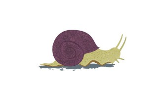 为什么蜗牛爬过的地方会留下痕迹 为什么蜗牛爬过的地方会留下痕迹作文