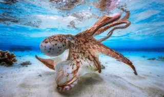 世界上最大的章鱼是什么 世界上最大的章鱼是什么章鱼视频