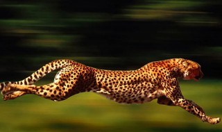 为什么猎豹奔跑特别快（猎豹为什么能够快速奔跑）