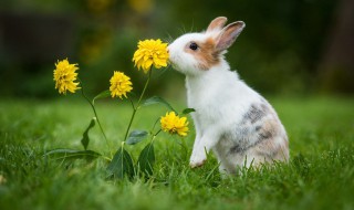 兔子为什么会吃幼崽 兔子下崽后为什么会吃