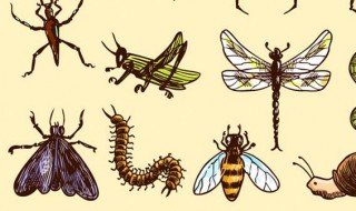 蜈蚣属于什么类动物 蜈蚣属于昆虫类动物吗