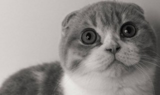 为什么猫的眼睛一日三变 猫的眼睛一天三变是哪三变