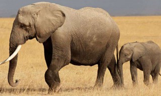 为什么大象的鼻子那么长（十万个为什么大象的鼻子那么长）