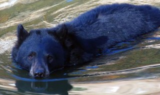 熊会游泳吗（小北极熊会游泳吗）