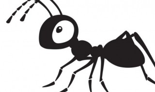 蚂蚁为什么要保护蚜虫（蚂蚁为什么要保护蚜虫的,作文）