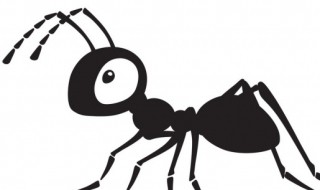 为什么蚂蚁要爬到喜鹊的身上 蚂蚁喜欢往身上爬