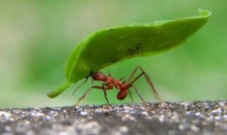 蚂蚁为什么排着队走路（蚂蚁为什么排着队走路读后感）