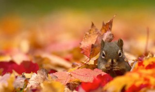 为什么松鼠秋天要储藏果实 松鼠为什么要在秋天储藏食物