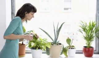 为什么现代室内观赏植物大都以观叶植物为主