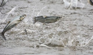 为什么冬季在养鱼的河面上要凿孔