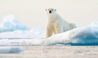 为什么北极熊不怕冷 为什么北极熊不怕冷作文
