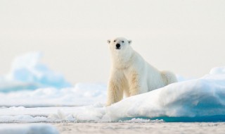 为什么北极熊会噬食同类（北极熊是肉食）