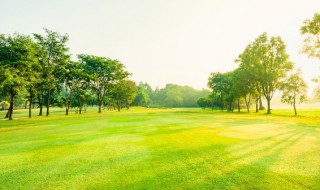 为什么绿色城市需要野草（为什么草绿色的呢）