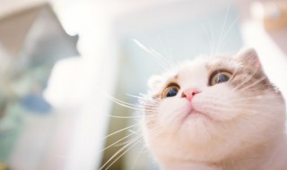 为什么猫喜欢被挠下巴 为啥猫咪喜欢被挠下巴