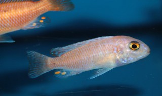 为什么红比拉鱼被称为危险动物 红尾巴鱼是保护动物吗