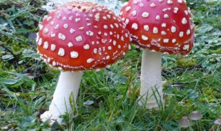 越鲜艳的蘑菇越有毒吗 为什么越鲜艳的蘑菇毒性越大