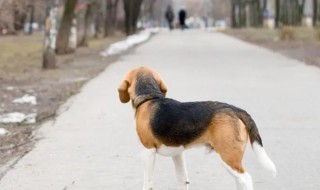 为什么小狗不会迷路呢 正常情况下狗会迷路吗
