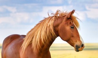为什么马的耳朵时常摇动 马的耳朵会转动吗