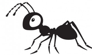 蚂蚁为什么总是很忙碌（蚂蚁每天都在忙什么）