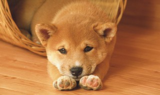 为什么狗睡觉时把嘴藏在前肢下 狗狗睡觉为什么要把脚藏起来