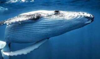 抹香鲸为什么脑袋特别大 大头鲸是不是抹香鲸