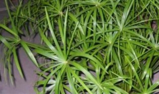 盆栽水竹的养殖方法（水竹的养殖方法水养）